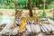 Bengal tiger lying wood