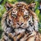 Bengal tiger muzzle close-up. Acrylic painting card for design and print. Animal hand draw contemporary artwork. Square postcard