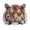 Bengal tiger muzzle closeup is isolated on a white background. Acrylic painting for design and print. Animal hand draw artwork