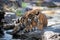 Bengal tiger in nature habitat. Wildlife scene with danger animal. Head shot of tiger. Panthera tigris at Ranthambore India