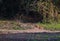 A bengal tiger near salt earth in the forest