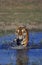 BENGAL TIGER panthera tigris tigris, ADULT ENTERING WATER