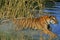 BENGAL TIGER panthera tigris tigris, ADULT ENTERING WATER