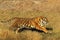 BENGAL TIGER panthera tigris tigris, ADULT RUNNING THROUGH DRY GRASS