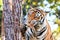 Bengal tiger (Panthera tigris tigris) eating meat in the zoo