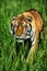 Bengal Tiger (Panthera tigris tigris) stalking prey through grass