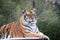 Bengal tiger on platform with trees behind  -Also known as the Indian Tiger, the Bengal Tiger is the most common of all tigers