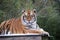 Bengal tiger on platform with trees behind  -Also known as the Indian Tiger, the Bengal Tiger is the most common of all tigers