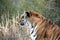 Bengal tiger on platform with trees behind  -Also known as the Indian Tiger, the Bengal Tiger is the most common of all tigers