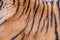 Bengal tiger, queen of forest, tiger mask, tiger close up, feline