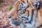 Bengal tiger, queen of forest, tiger mask, tiger close up, feline