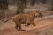 Bengal tiger races across track in forest