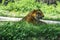 Bengal Tiger relaxing on a sunny day in Chatver Zoo Chandigarh Punjab