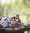 Bengal tiger resting on a tree