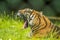 A Bengal tiger roars a warning from the long grass