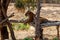 Bengal tiger or Royal Bengal Tiger  resting in the shade of trees on the platform