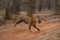 Bengal tiger runs across track in forest