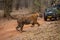 Bengal tiger runs across track near jeep