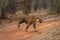 Bengal tiger runs across track in woods