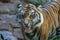 Bengal Tiger at San Diego Wild Animal Park