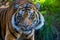 Bengal Tiger at San Diego Wild Animal Park