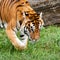 Bengal Tiger Searching for Something in Grass