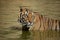 Bengal Tiger Staring Off in the Water