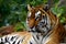 Bengal tiger surveys surroundings with heightened senses, majestic gaze