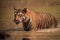 Bengal tiger wades through muddy water hole