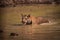 Bengal tiger wading through muddy water hole