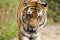 Bengal tiger walking - India