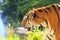 Bengal tiger walking - India