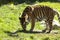 Bengal tiger walking - India