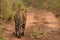 Bengal tiger walks away along woodland track