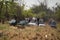 Bengal tiger walks past five crowded jeeps