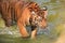 Bengal Tiger walks in water show head