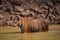 Bengal tiger in water with dripping tail