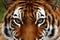 Bengal tigers fur pattern exudes aggression in fierce stare