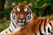 Bengal tigers striped fur exudes majestic beauty in nature