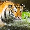 Bengal tigers swim fun