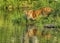 Bengal tigress at waters edge