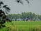 Bengal village green paddy field