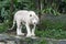 Bengal White Tiger