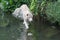 Bengal White Tiger