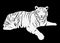 Bengal white tiger cartoon vector