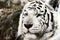 Bengal White Tiger Close Up Panthera tigris tigris