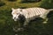 Bengal white tiger in the river