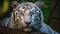 Bengal white tiger is under the endangered species