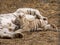 A Bengal white tigress named Lapa and a blue-eyed white tiger cub.