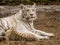 A Bengal white tigress named Lapa and a blue-eyed white tiger cub.